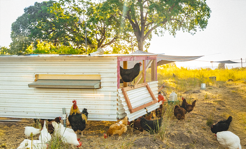 La Crema Sustainability with chickens for regenerative farming La Crema Sustainability with chickens for regenerative farming
