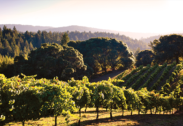 Anderson Valley vineyard