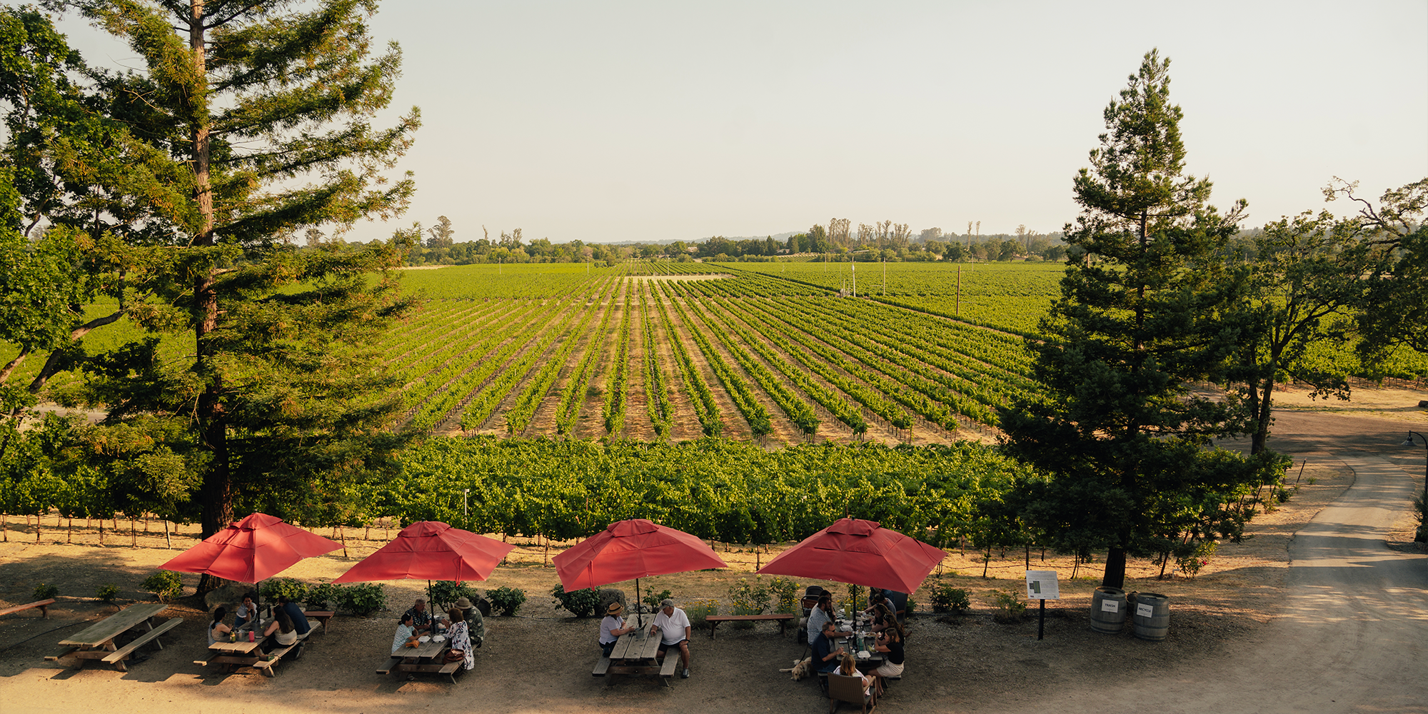 Vineyard view for our wine club spring release party