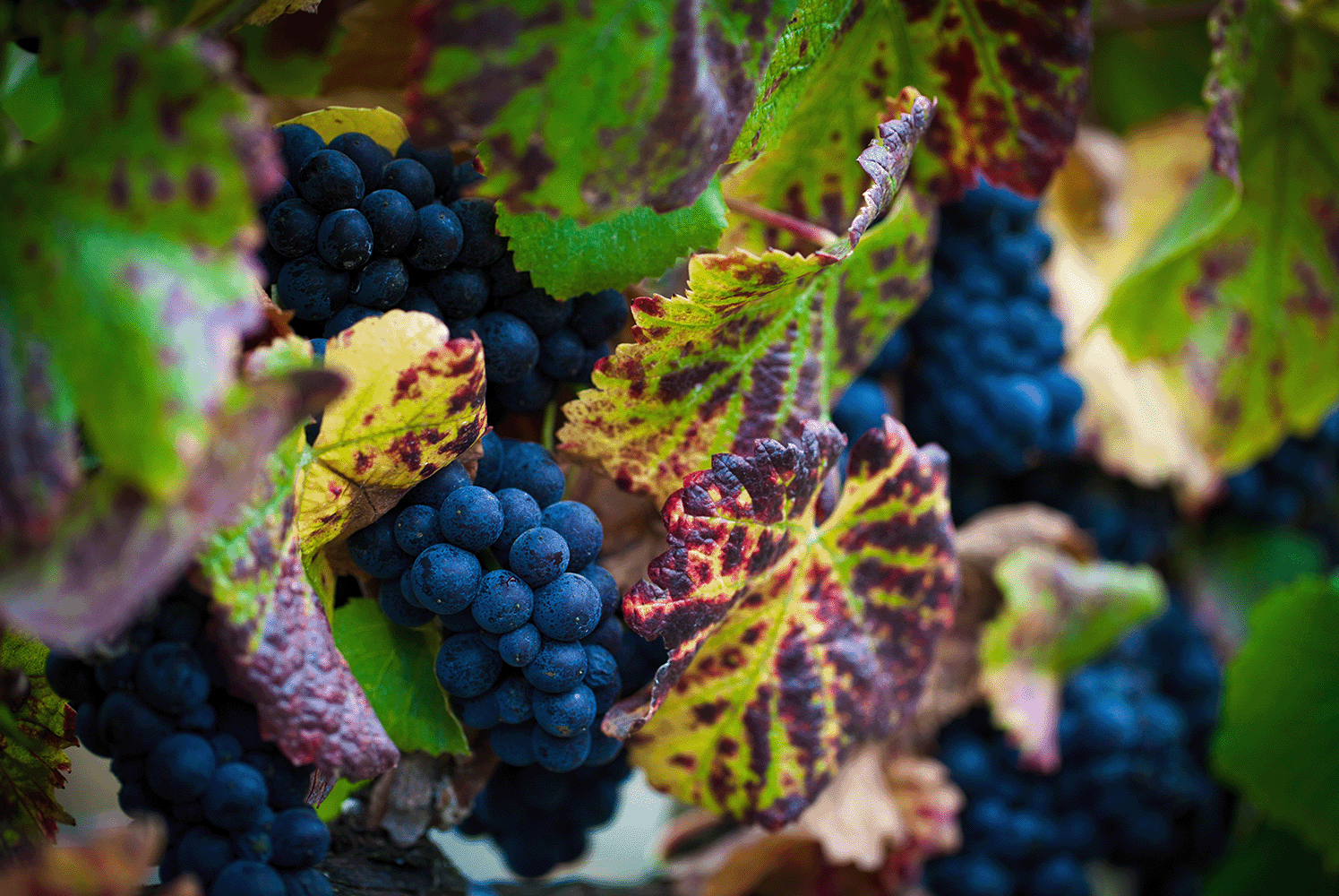 Pinot Noir grapes