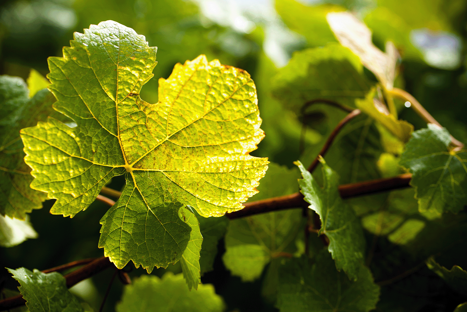 Grape leaves and vine