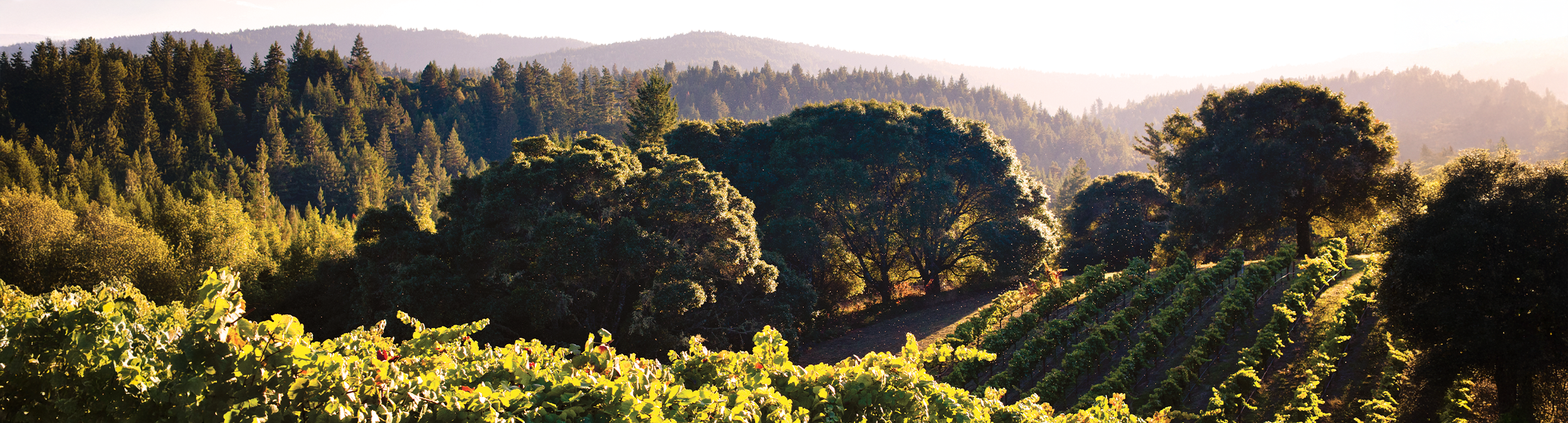 Anderson Valley Vineyard landscape