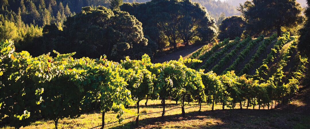 La Crema Anderson Vineyard