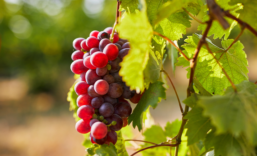Grape cluster
