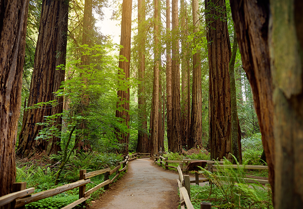Anderson Valley redwood trees