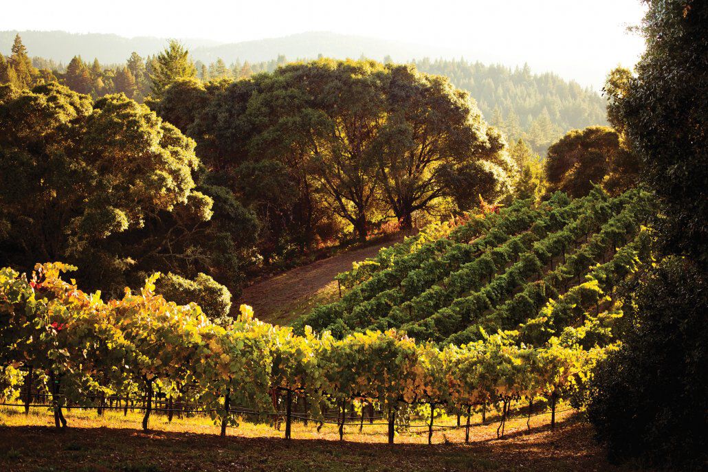 Anderson Valley vineyard