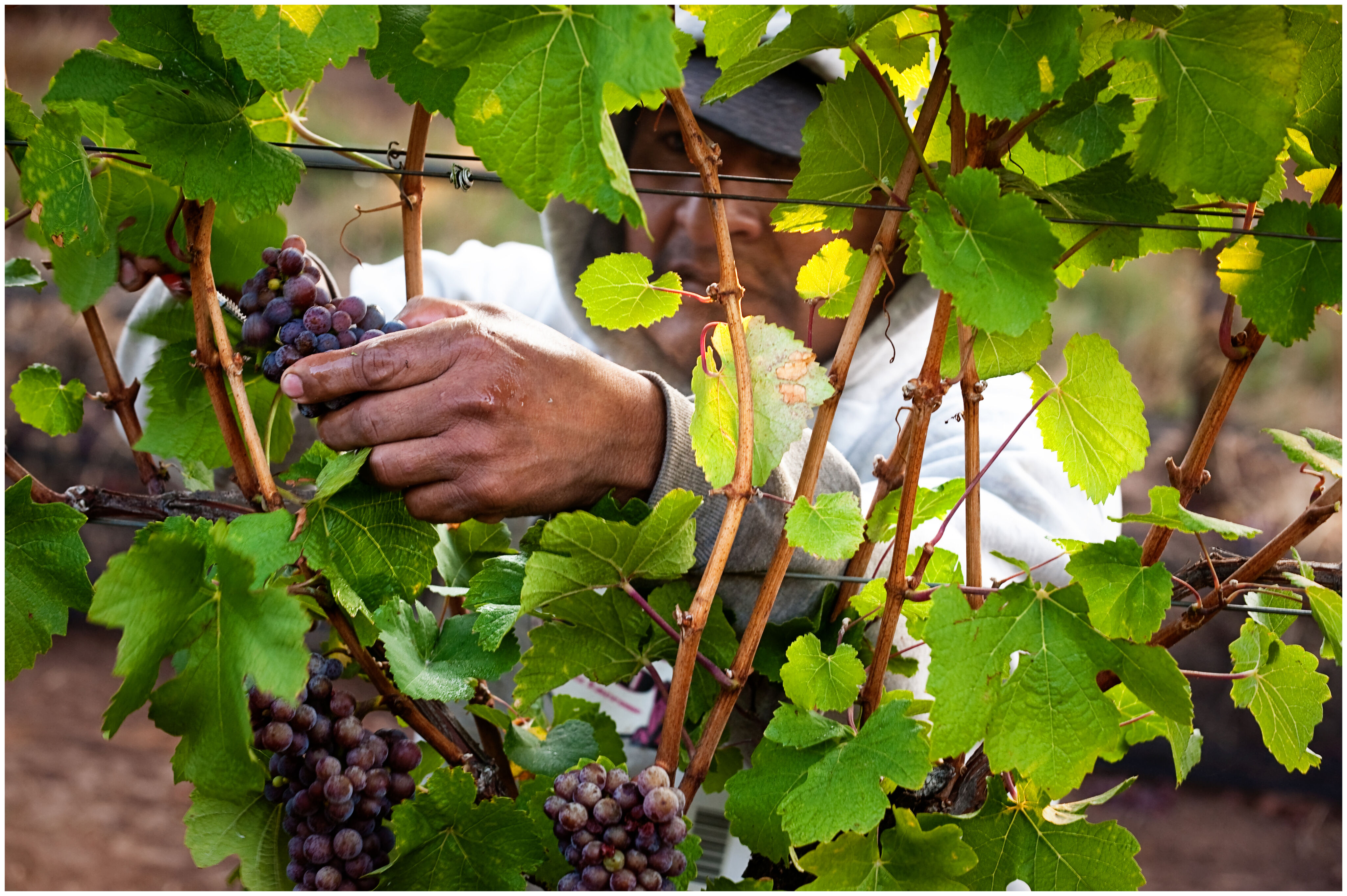Grape picking