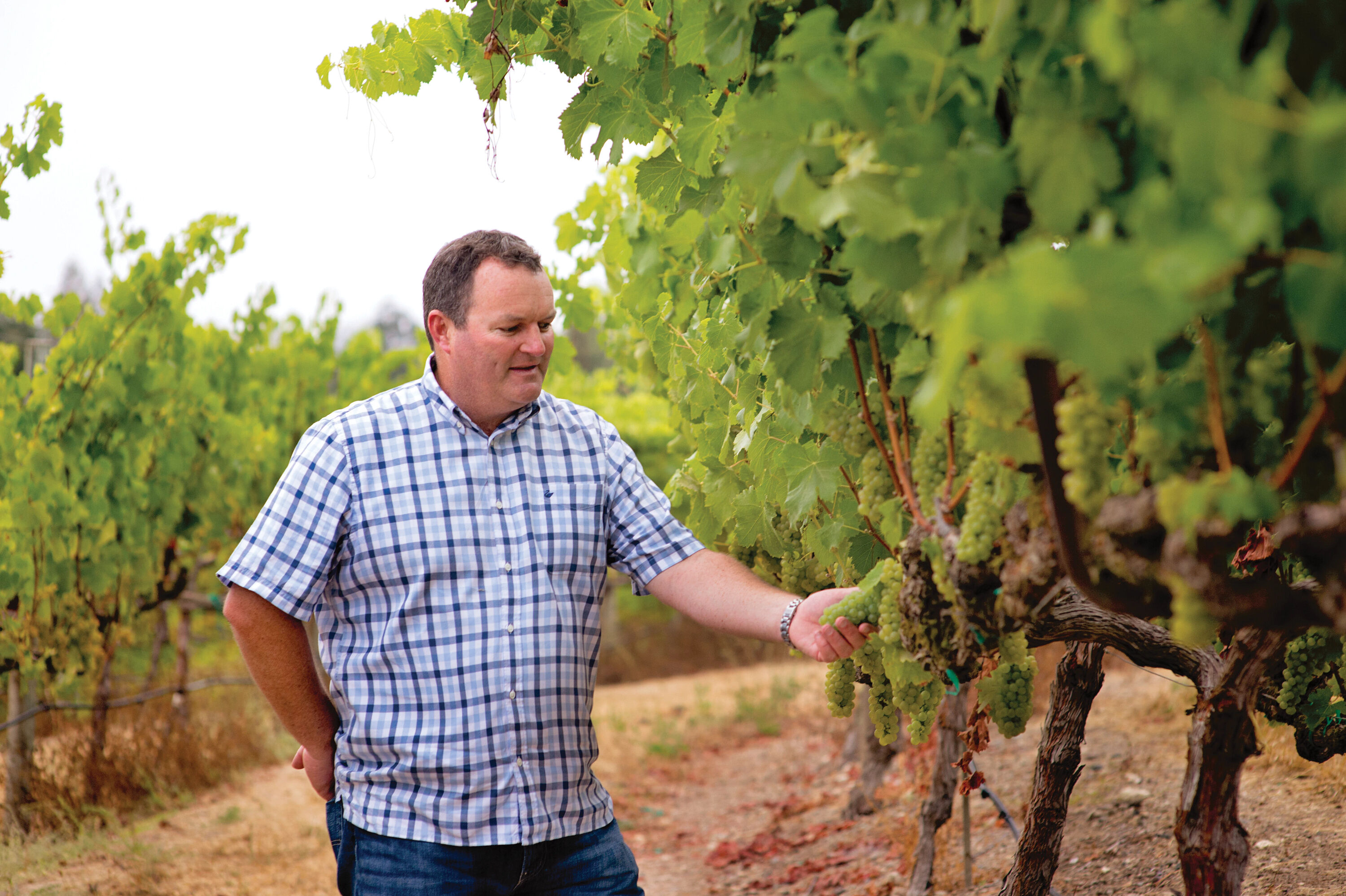Craig Mcallister tending to the grape vines