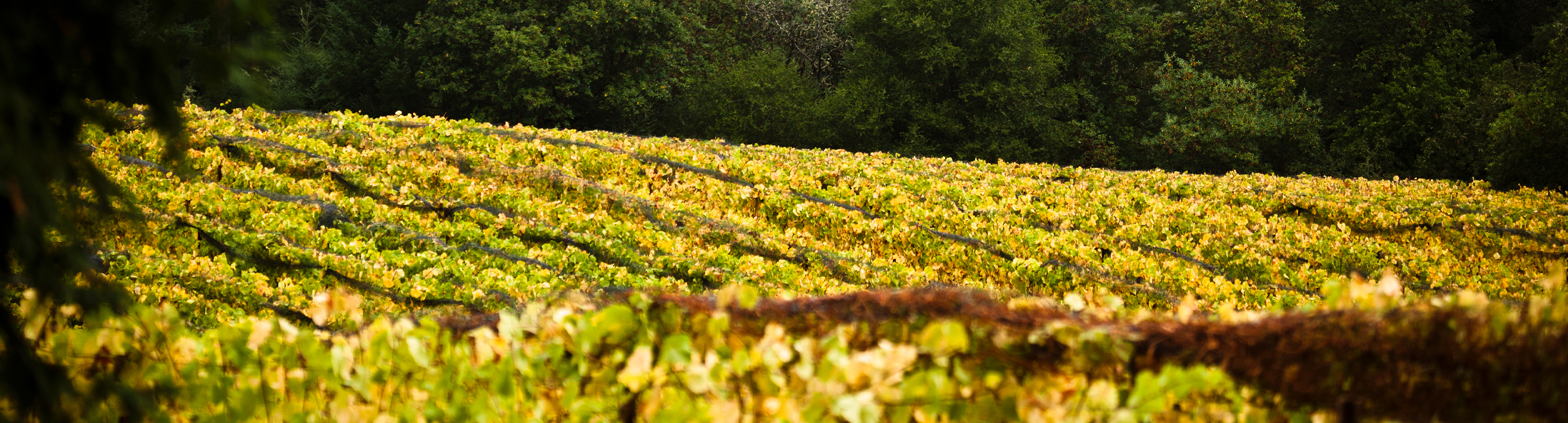 Russian River Vineyard landscape