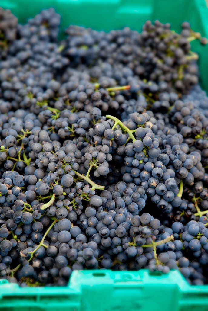 Pinot Noir grapes in a bin