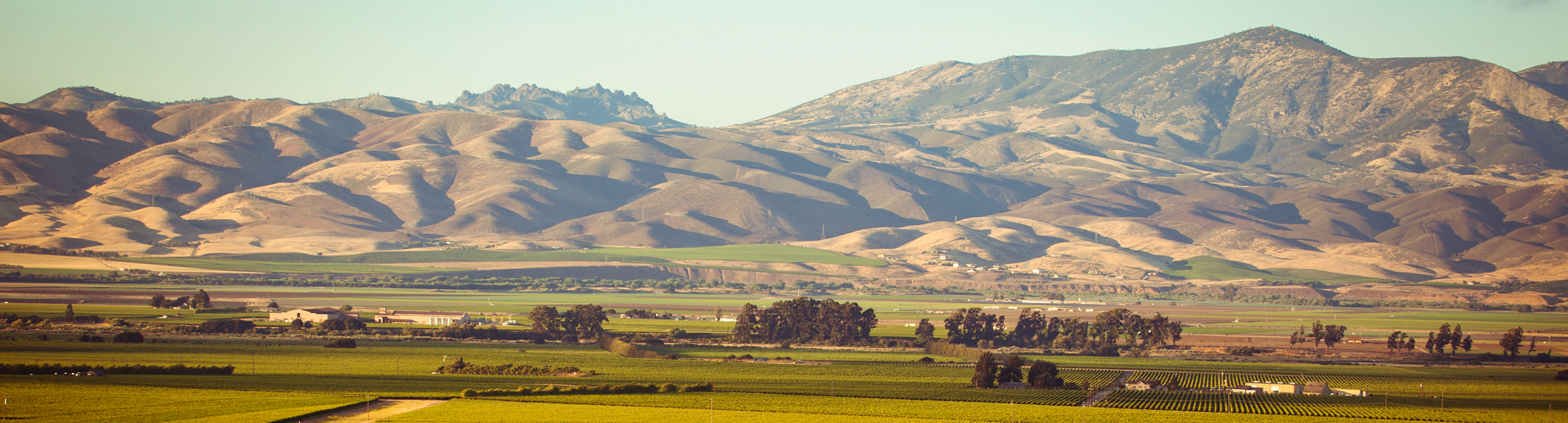 Monterey Vineyard landscape
