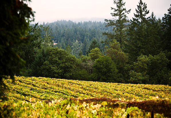 Russian River Valley vineyards
