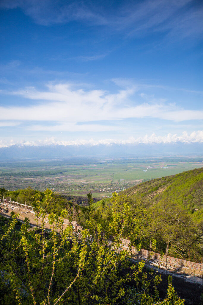 Vineyards at Bobde Monastery