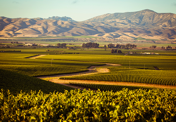 Monterey vineyards