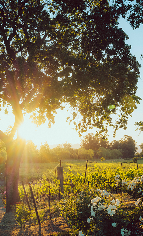 La Crema vineyard view with oak tree La Crema vineyard view with oak tree