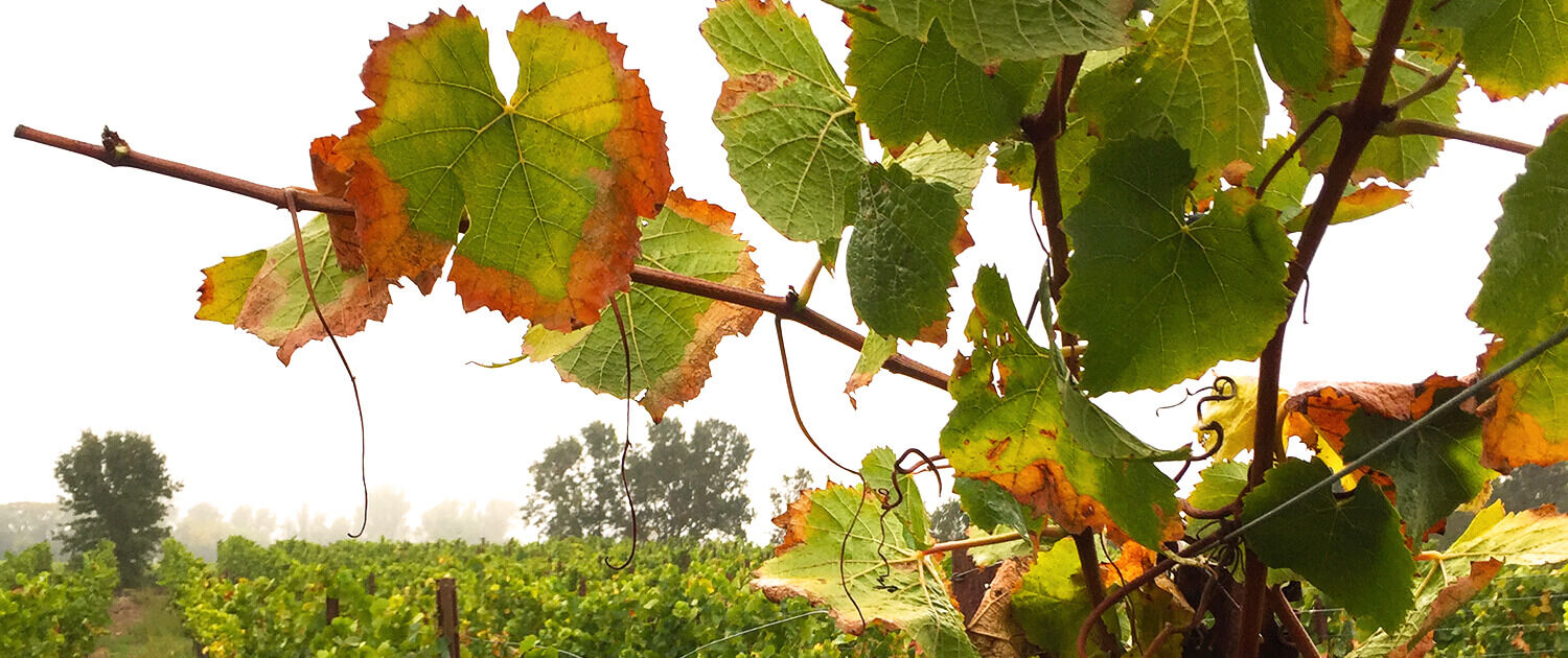 Russian River History