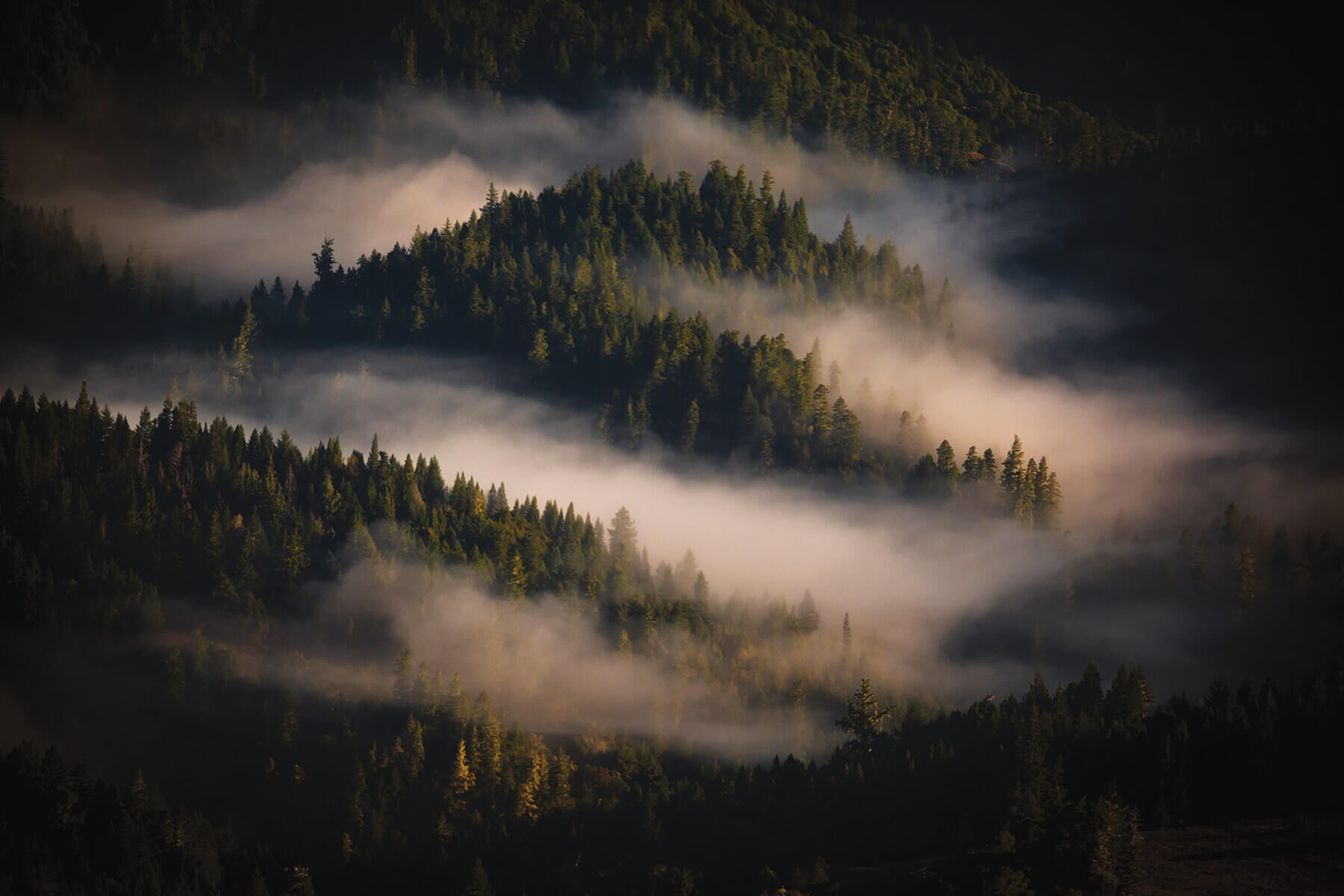Sonoma County rolling hills of trees with fog. Sonoma County rolling hills of trees with fog.