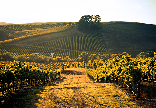 Los Carneros vineyards