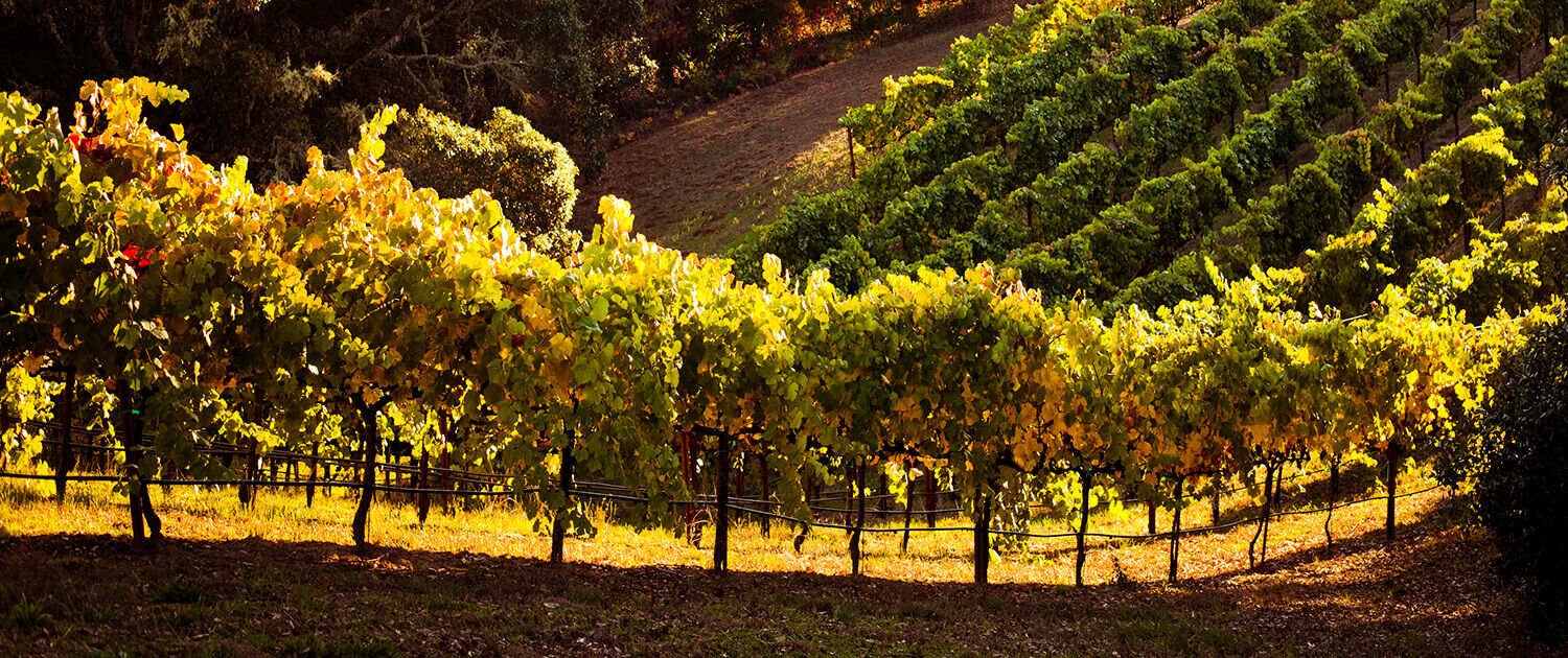 russian river