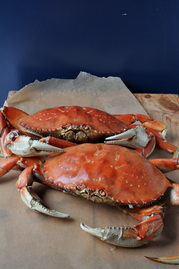 Dungeness crabs