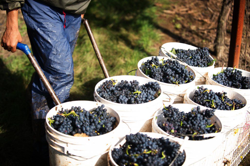 Pinot Noir Grapes in buckets