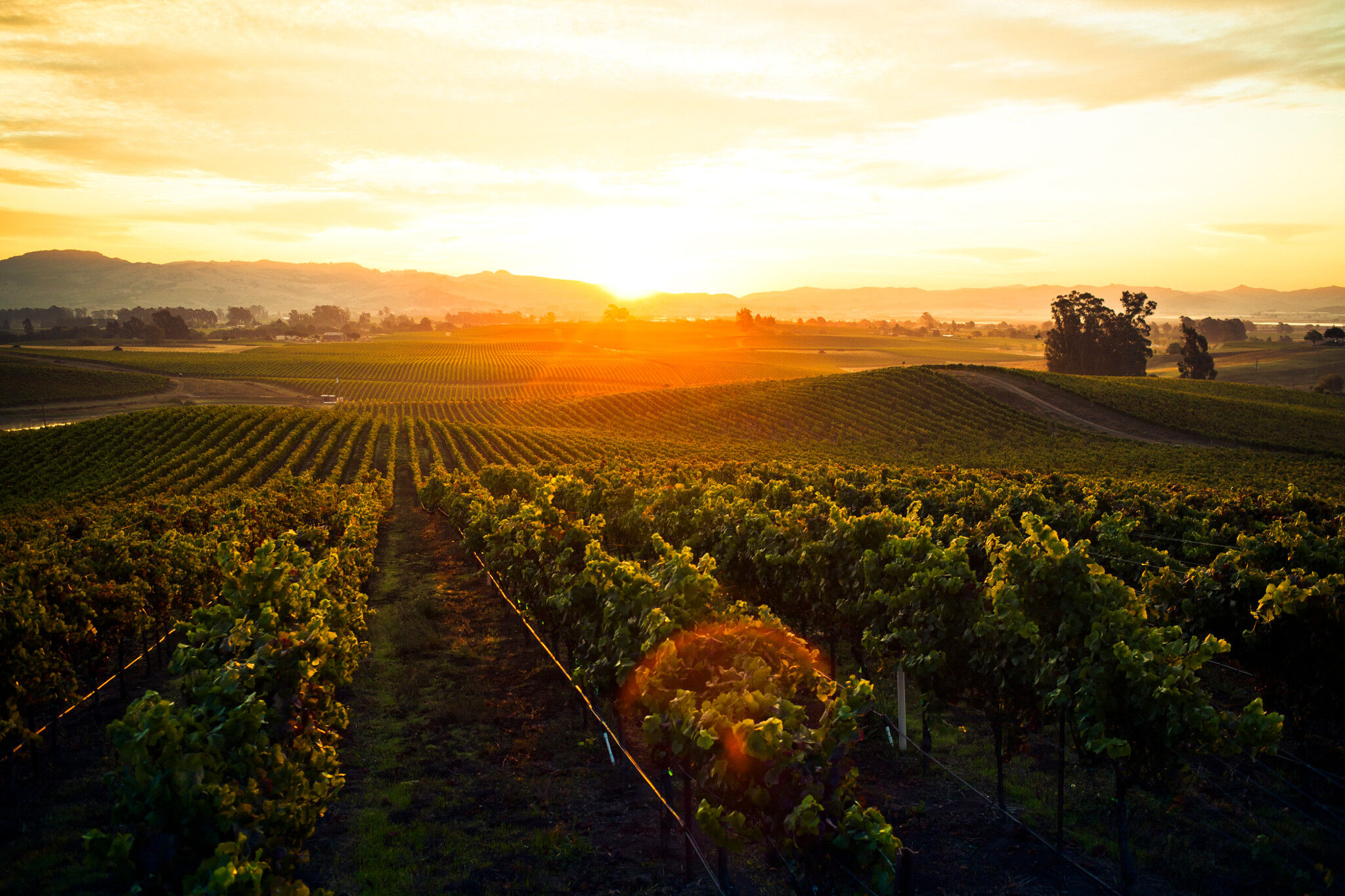 La Crema Carneros Vineyard