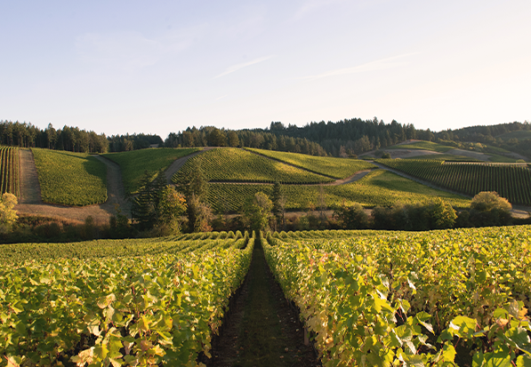 Willamette Valley vineyard