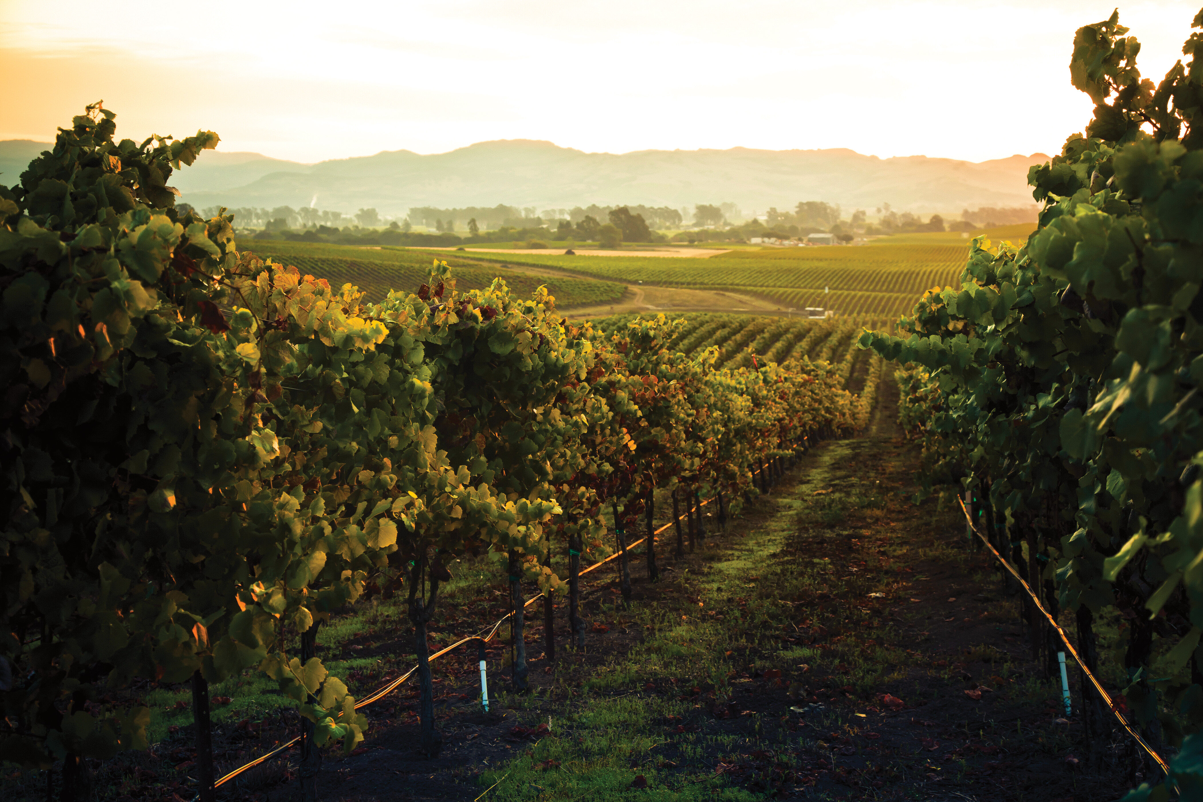 Los Carneros Vineyard