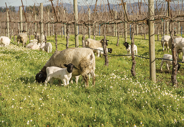 Sheep on a vineyard