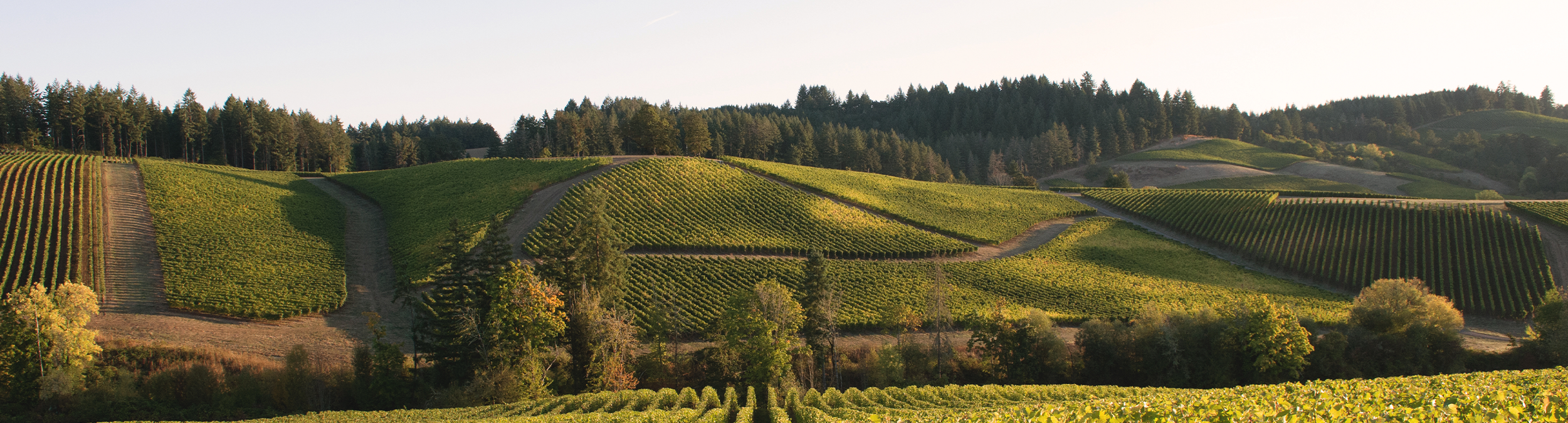 Willamette Valley Vineyard landscape