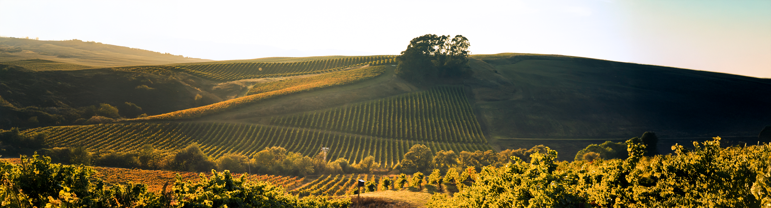 Los Carneros Vineyard landscape