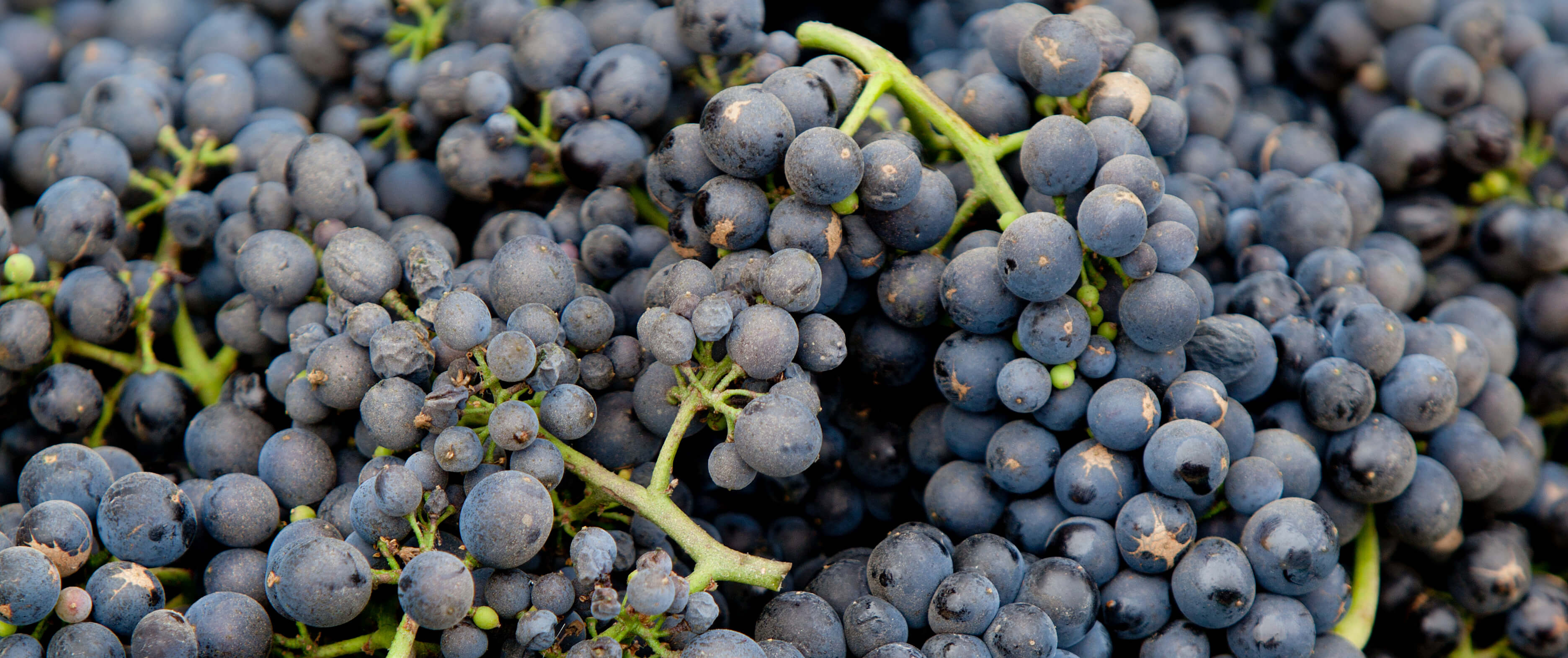 Pinot Noir Grapes