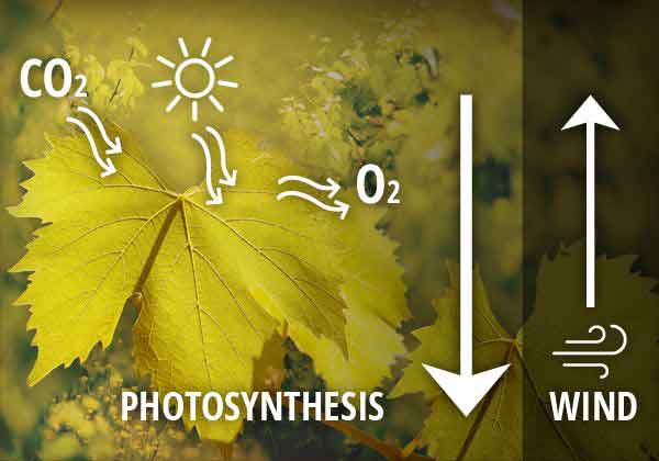 Photosynthesis