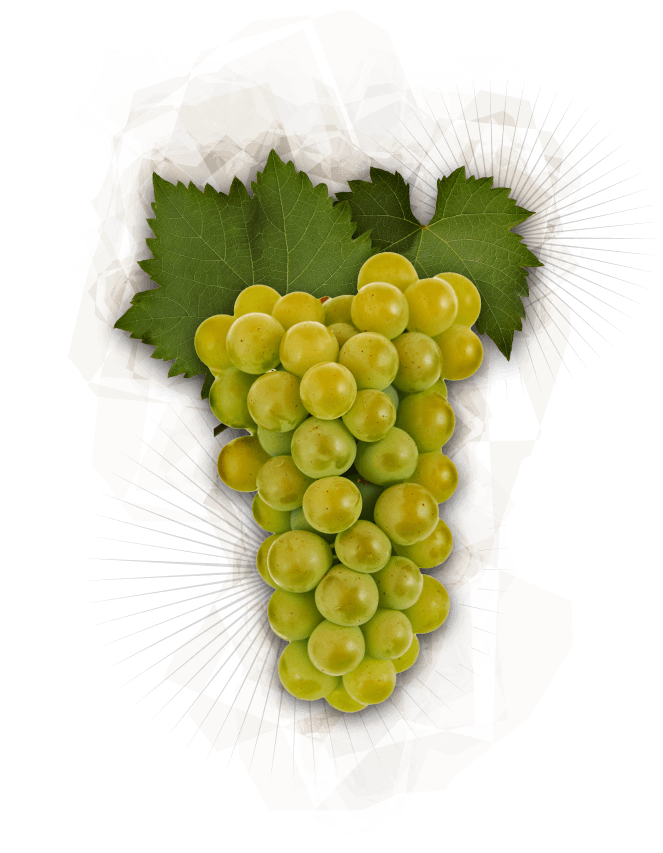 Chardonnay Grapes