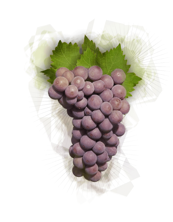 Pinot Gris Grapes