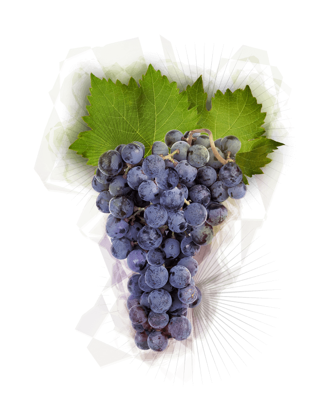 Pinot Noir Grapes