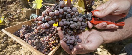 Harvest’s Last Hurrah