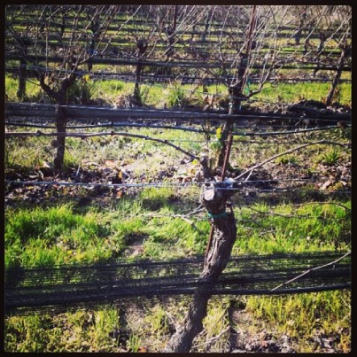 after_pruned