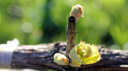 2014 Season in the Vines: Photos of Budbreak
