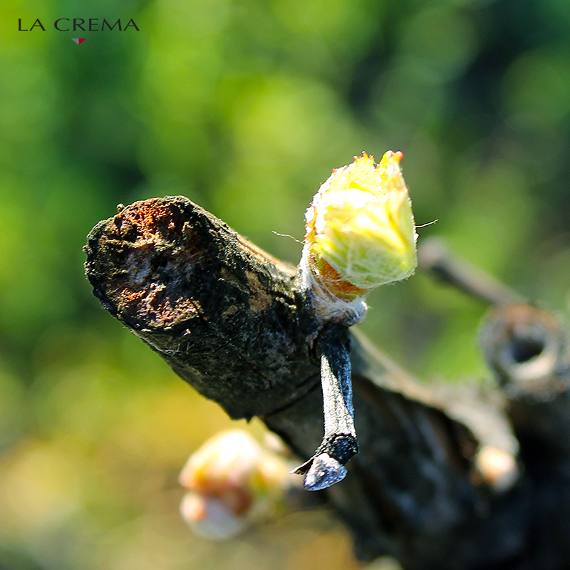  Word of the day. Tomentum (tō-ˈmen-təm): the fine hairs on the buds of a plant.