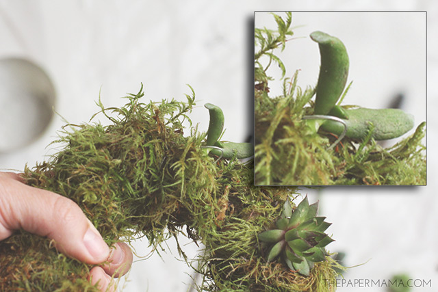 Close up of how to affix the floral hook on the succulent wreath.