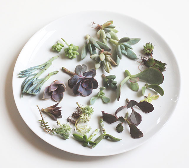 Trimmed succulents