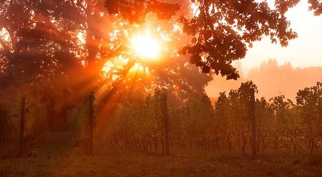 Relative to California. The Willamette Valley has a short growing season.