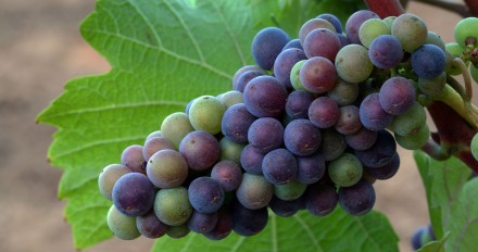 Véraison: Winemaking in full color