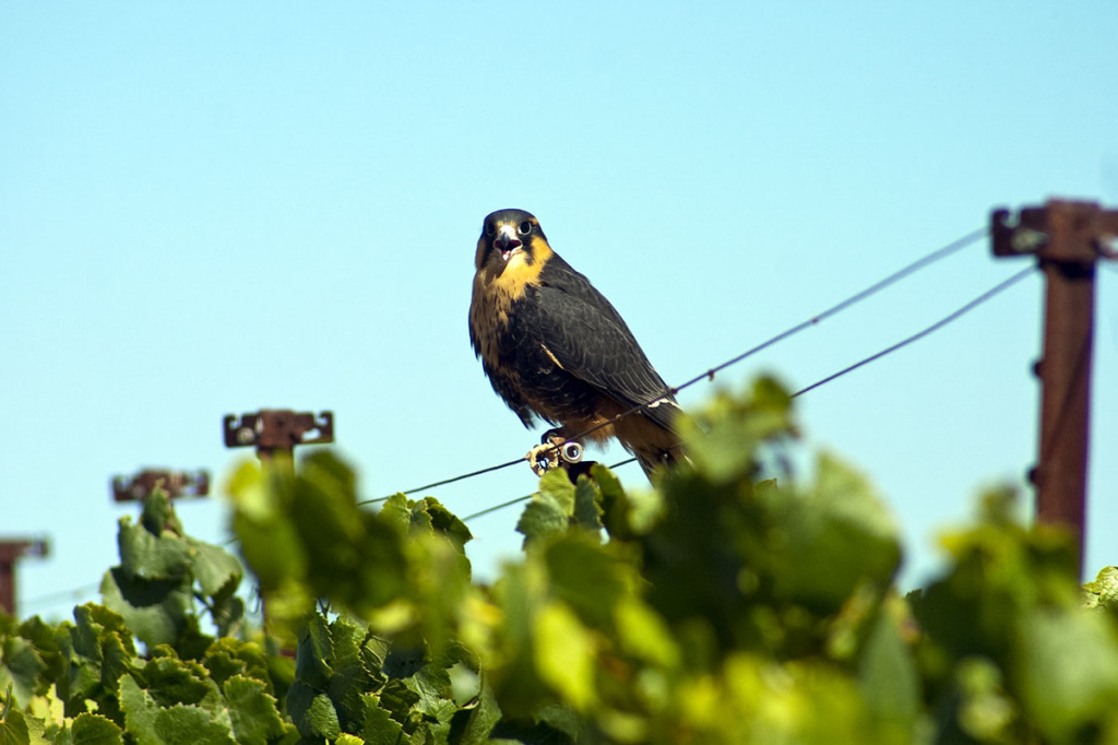 A falcon surveys the vineyard: A frightening sight for would-be grape thieves like starlings.