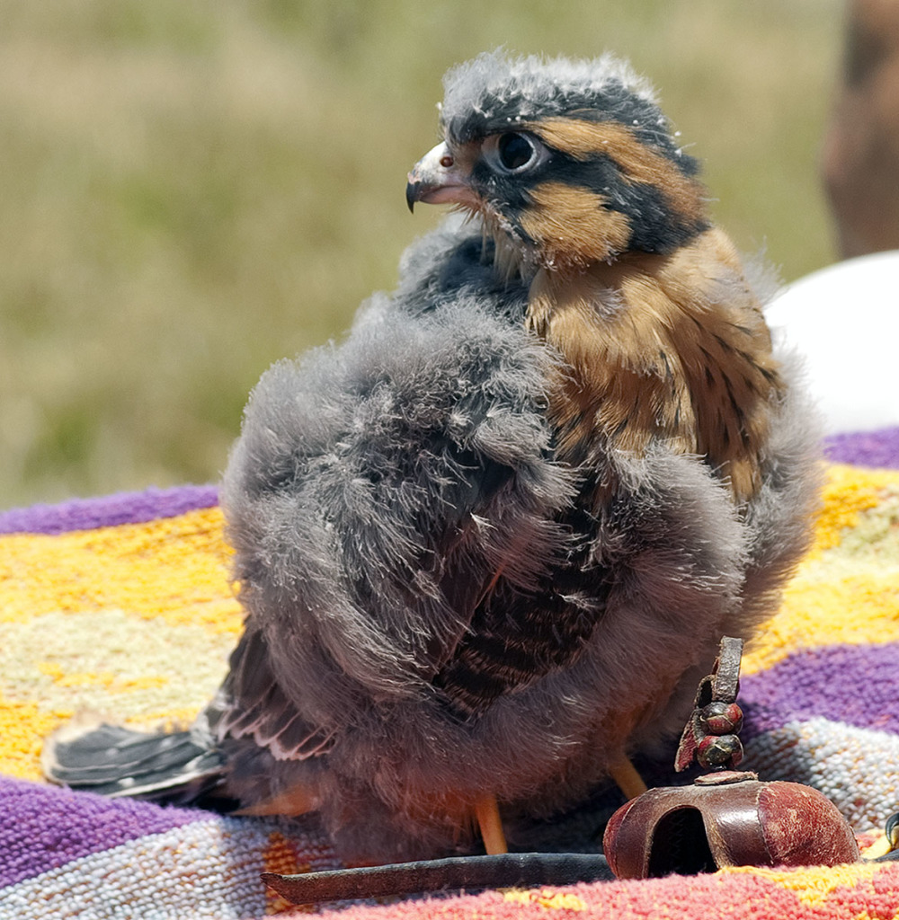 Baby falcons (called eyasses)