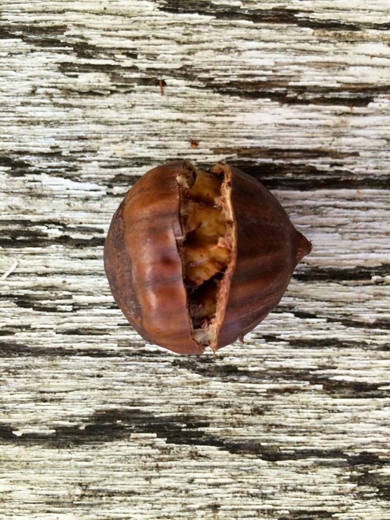 Carefully split chestnut