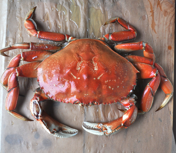 Fresh Dungeness crab for a delicious Crab Mac N Cheese