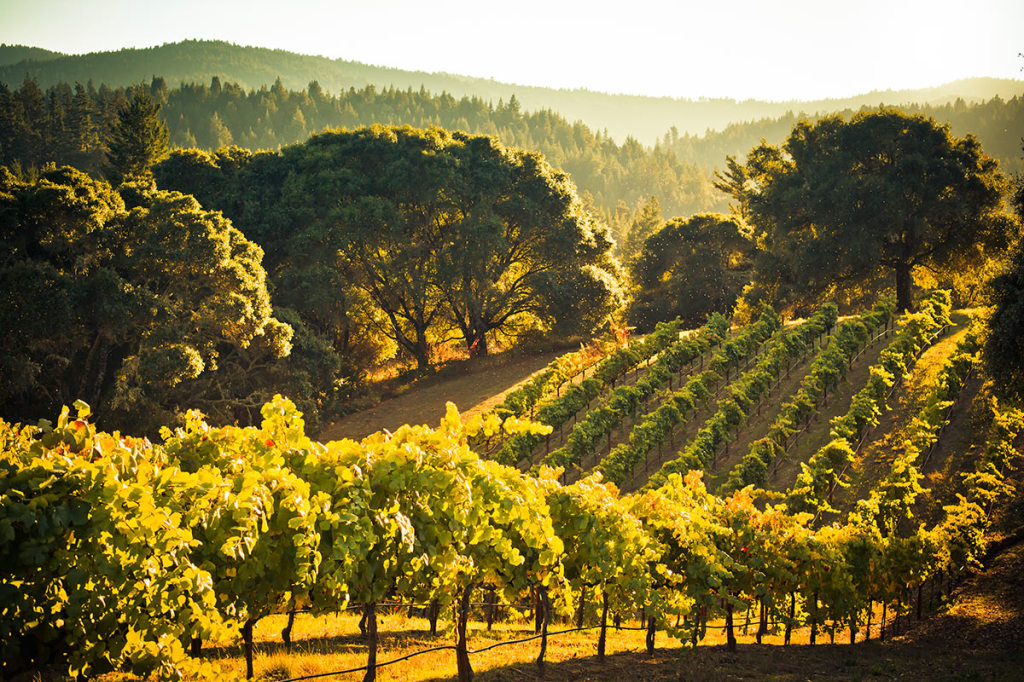 Morning sun basks our Anderson Valley vineyards