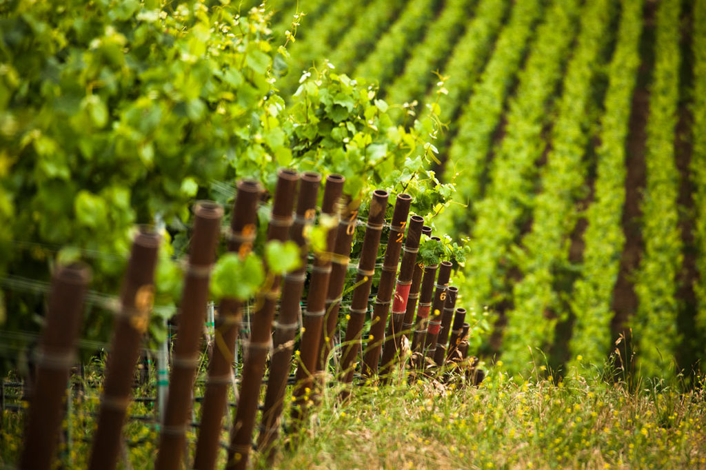 The Monterey appellation begins just north of the Monterey Bay and extends south to Paso Robles.
